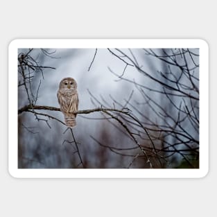 Barred Owl Sticker